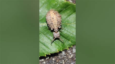  Ant Lion! Discover This Tiny Ambush Predator with Ferocious Feeding Habits