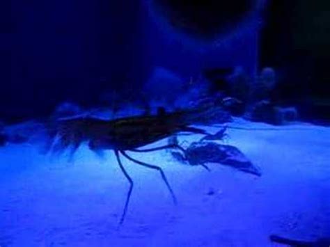  Whirling Shrimp: A Tiny Titan Swimming With an Astonishing Sense of Direction!