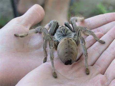  Baboon Spider! An Eight-Legged Creature That Spends Its Entire Life Weaving Elaborate Underground Traps