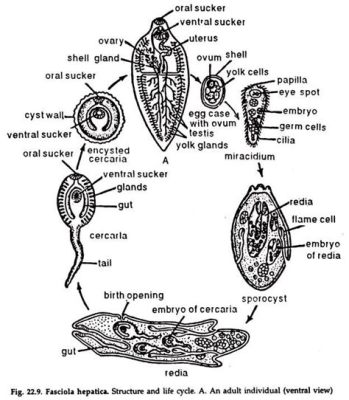  Fasciola Hepatica: Yeryüzünün Gizli Canlısı mı yoksa Sindirim Sisteminin Kabusu mu?