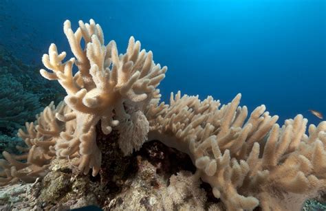  Finger Coral: Discover the World of Soft Corals Living Underwater Cities!