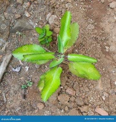  Kalanchoe pinnata: Bu Çok Yönlü Çiçek Sizce Evcil Hayvan Olabilir mi?