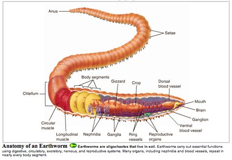  Lumbricus Terebris:  Discover This Amazing Annelid With Vibrant Red Bristles!