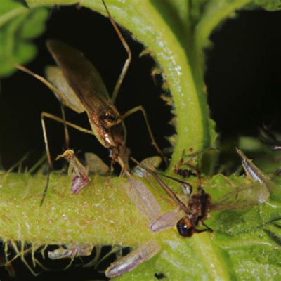  Pseudamphistomum!  Bildiğinizin Ötesinde Bir Parazit: Sulak Toprakları ve İç Parazitozunu Keşfetme