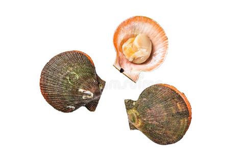  Queen Scallop: Can This Shellfish Really Rule the Ocean Floor?