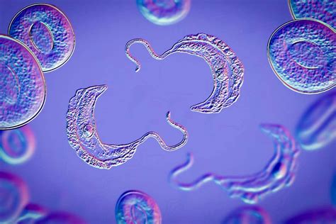  Trypanosoma!  A Tiny Parasite That Can Cause Big Problems