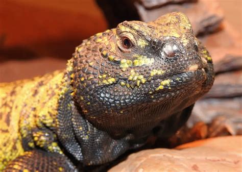  Uromastyx: Sürüngenlerin Güneş Seven Kralı mı? İşte Sizi Şaşırtacak Bir Uromastyx Hakkında Bilgiler!