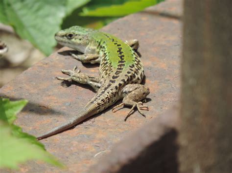  Walls Lizards:  Can These Sun-Loving Scaly Climbers Truly Conquer Walls With Their Tiny Claws?