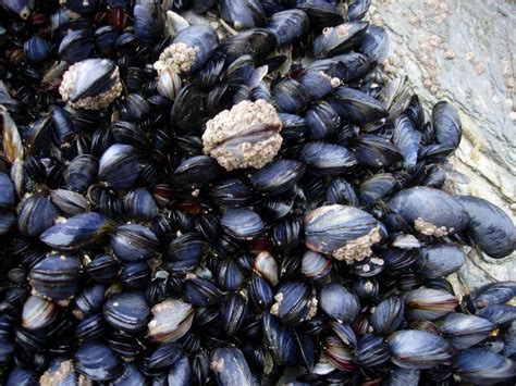  Yellow Mussel:  Discover The Ocean Floor Dweller That Thrives Amidst Salty Waters!